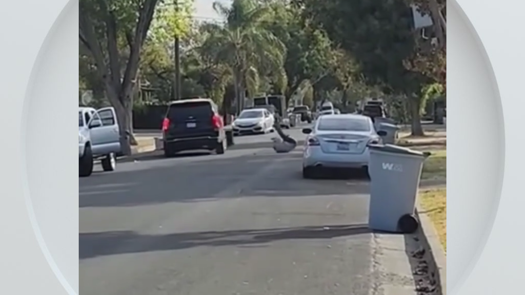 Federal immigration vehicle hits pedestrian in Woodland, police say — CBS Bay Area (KPIX), Miami Health news